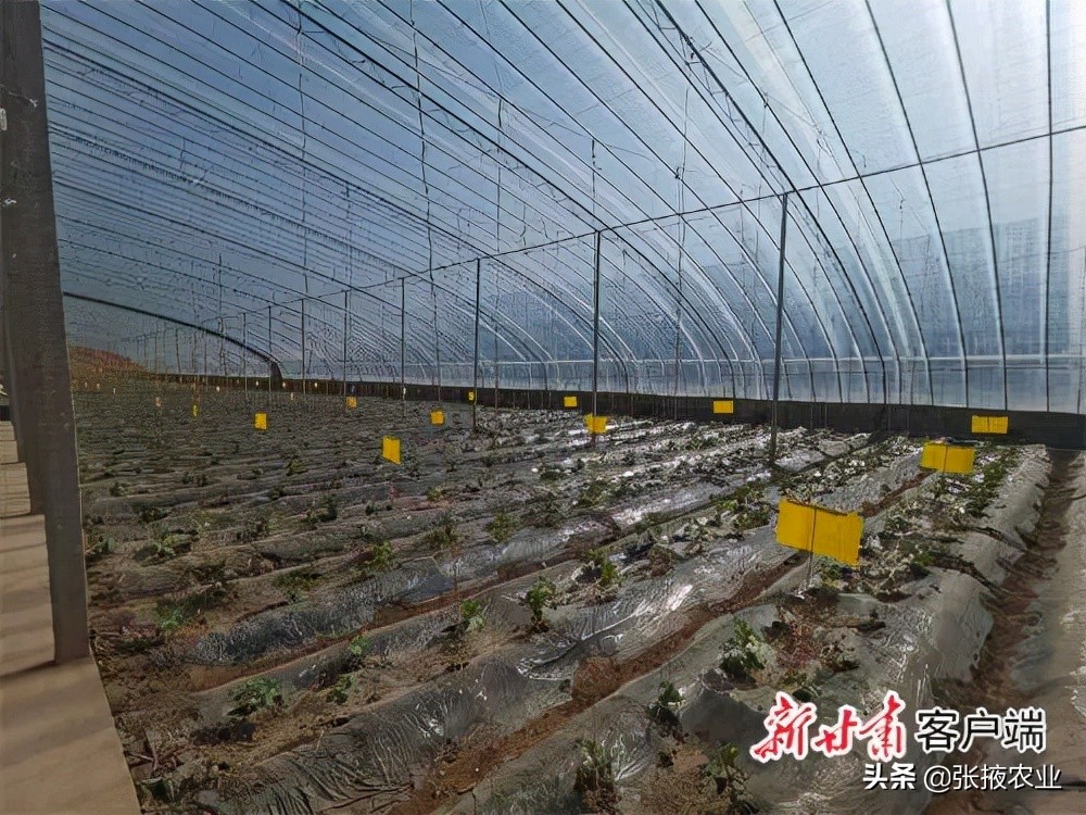 花卉致富种植高台图片_种花致富选什么品种_高台种植致富花卉