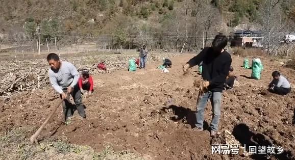 种植白芨致富_种植白芨致富项目_致富种植白芨视频