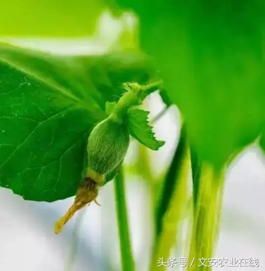 种大棚甜瓜效益怎么样_甜瓜大棚种植技术_大棚种植甜瓜技术要求