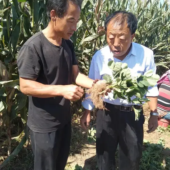 临沂市莒南县大店镇：草莓地里“致富果” 乡村振兴添活力