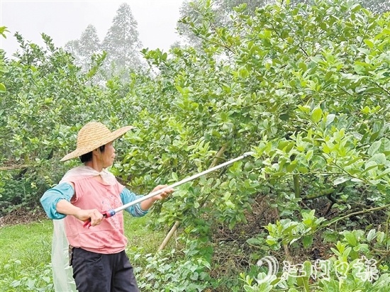 大槐镇推动香水柠檬种植业“三步走” 带领村民走上飘香“致富路”