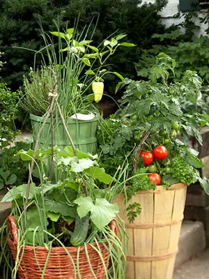 致富好项目 种植盆栽菜 - 富硒帮 - 富硒帮物理农业博客