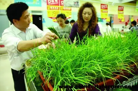 致富好项目 种植盆栽菜 - 富硒帮 - 富硒帮物理农业博客