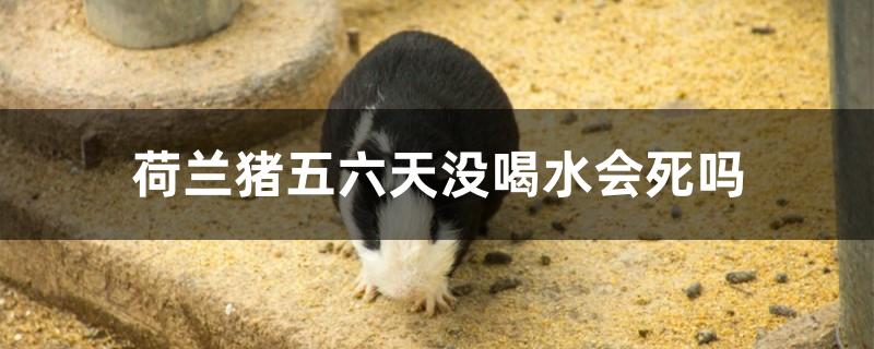 荷兰猪五六天没喝水会死吗