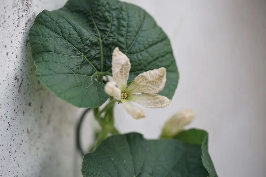 巨型葫芦种植技术视频_巨型葫芦如何种植技术_巨型葫芦种植技术与管理