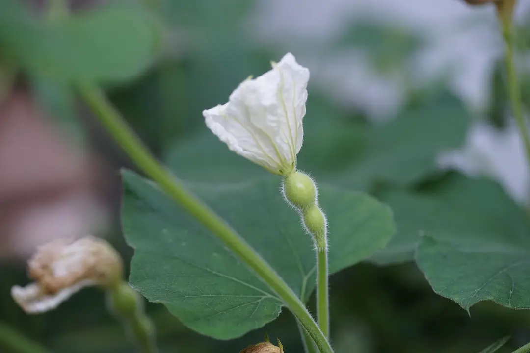 巨型葫芦种植技术与管理_巨型葫芦种植技术视频_巨型葫芦如何种植技术