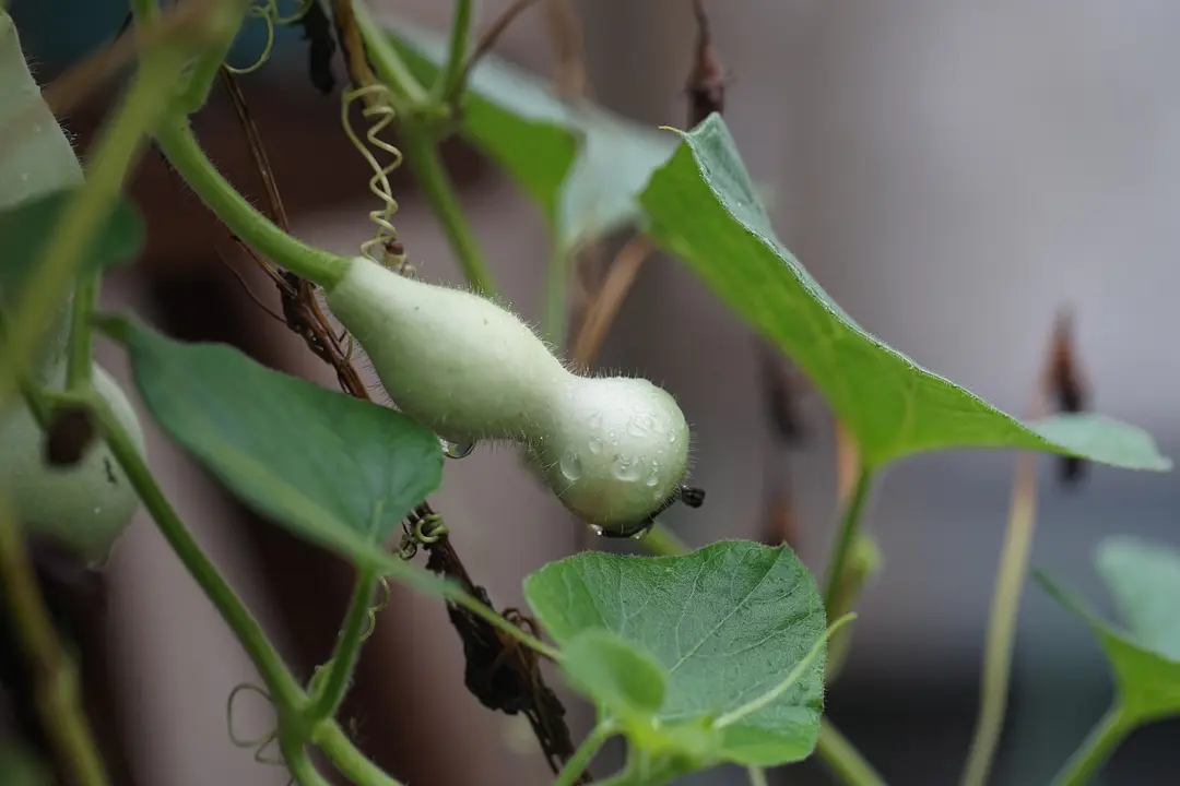 巨型葫芦种植技术与管理_巨型葫芦种植技术视频_巨型葫芦如何种植技术