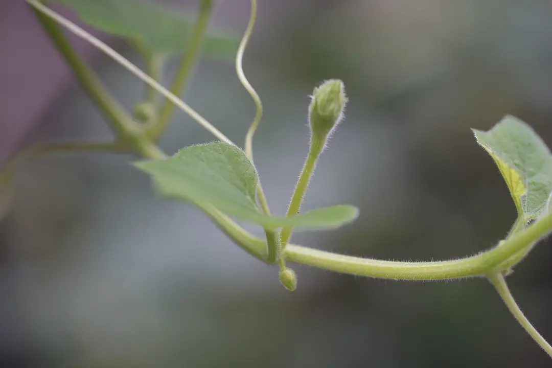 巨型葫芦种植技术与管理_巨型葫芦如何种植技术_巨型葫芦种植技术视频