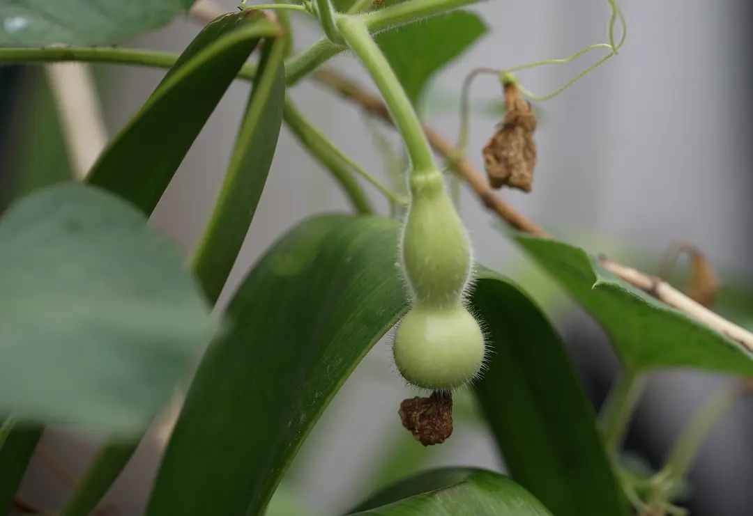 巨型葫芦种植技术与管理_巨型葫芦种植技术视频_巨型葫芦如何种植技术