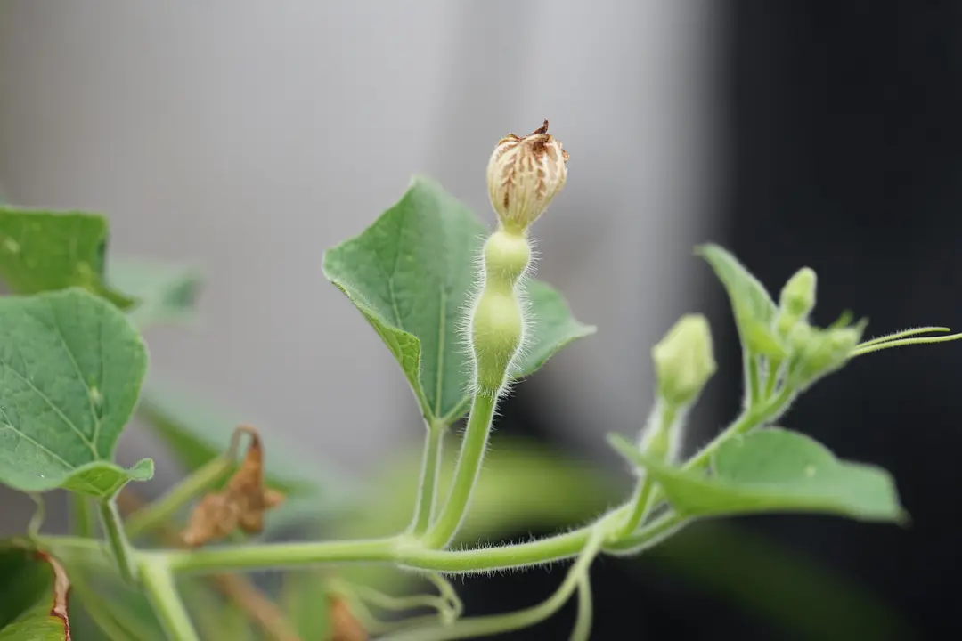 巨型葫芦如何种植技术_巨型葫芦种植技术与管理_巨型葫芦种植技术视频