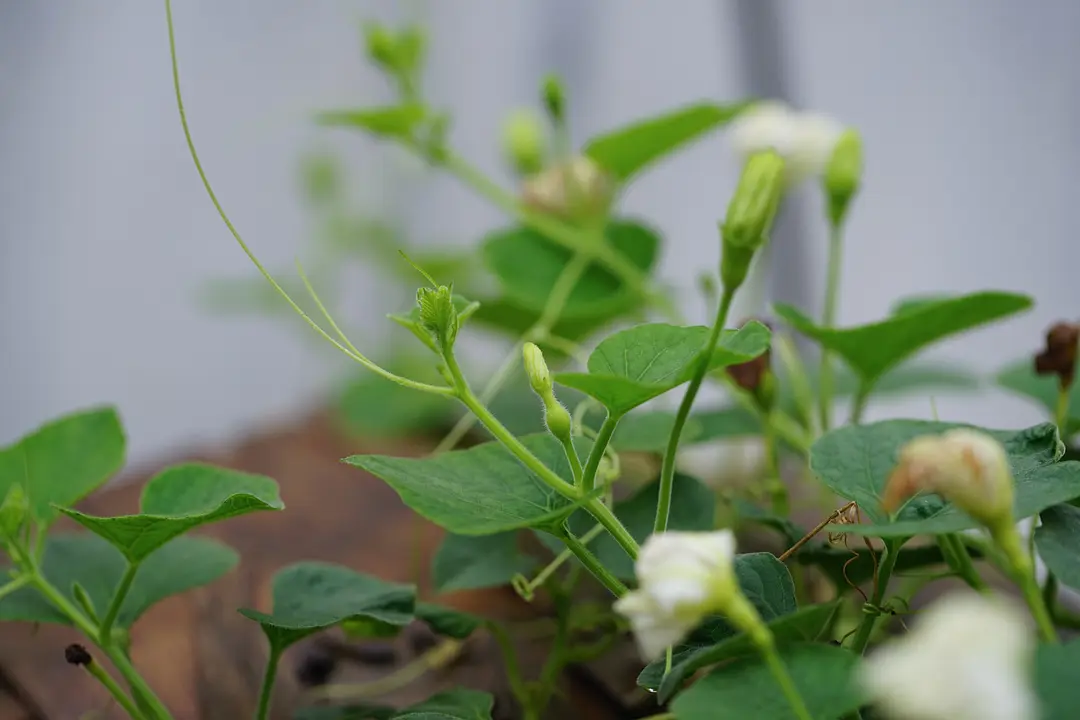 巨型葫芦种植技术视频_巨型葫芦如何种植技术_巨型葫芦种植技术与管理