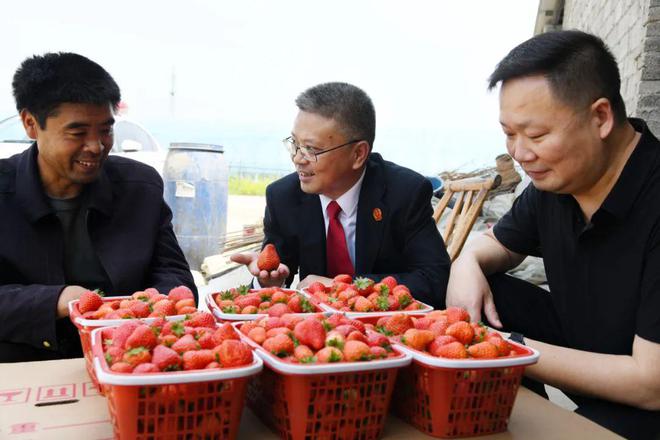 致富经草莓种植视频_种植草莓致富视频_种草莓致富新闻