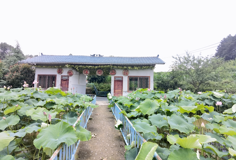 黑花生种植致富_种植黑花生一亩需要投入多少钱_黑花生种植技术