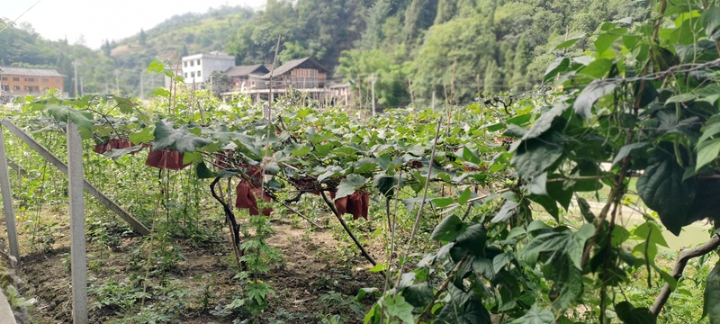 黑花生种植致富_种植黑花生一亩需要投入多少钱_黑花生种植技术