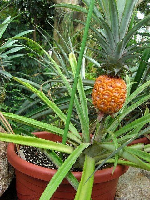 哈密瓜种植教程_哈密瓜盆栽种植技术_哈密瓜花盆种植方法