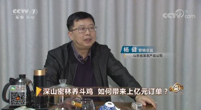 致富养殖斗鸡视频_致富养殖斗鸡图片_致富经斗鸡养殖