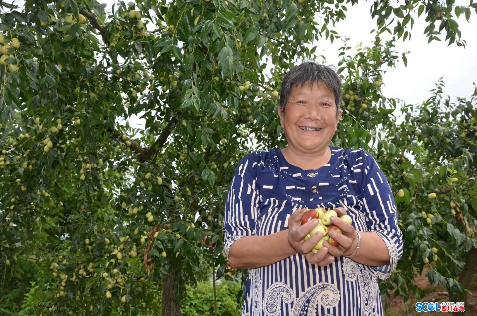 蟠枣种植致富_致富枣种植蟠桃视频_蟠枣种植亩产