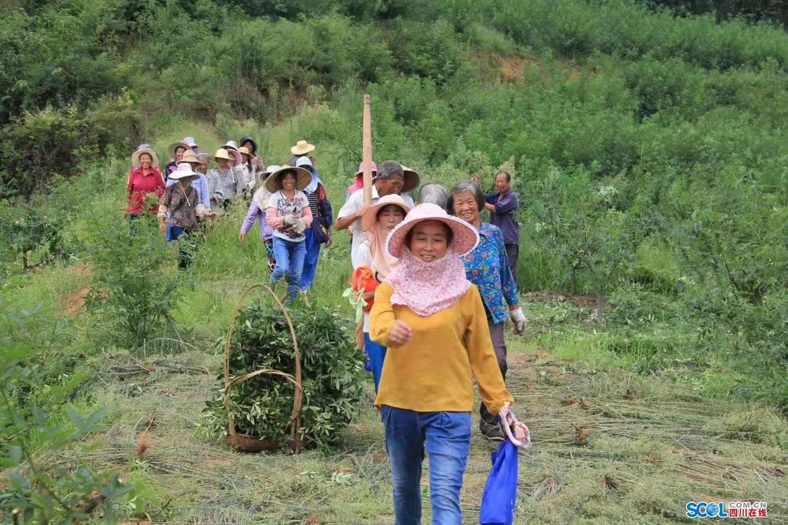 致富枣种植蟠桃视频_蟠枣种植亩产_蟠枣种植致富