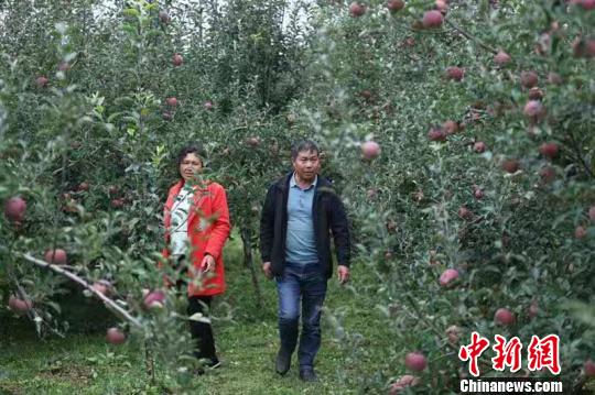 四川盐源苹果种植致富带头人：从一家果园“照顾”到一方果园