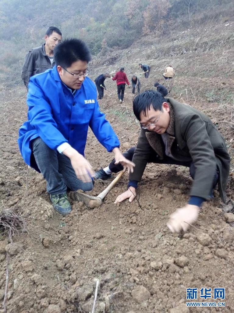 栽培种植五味子技术要领_栽培种植五味子技术与管理_五味子栽培与种植技术