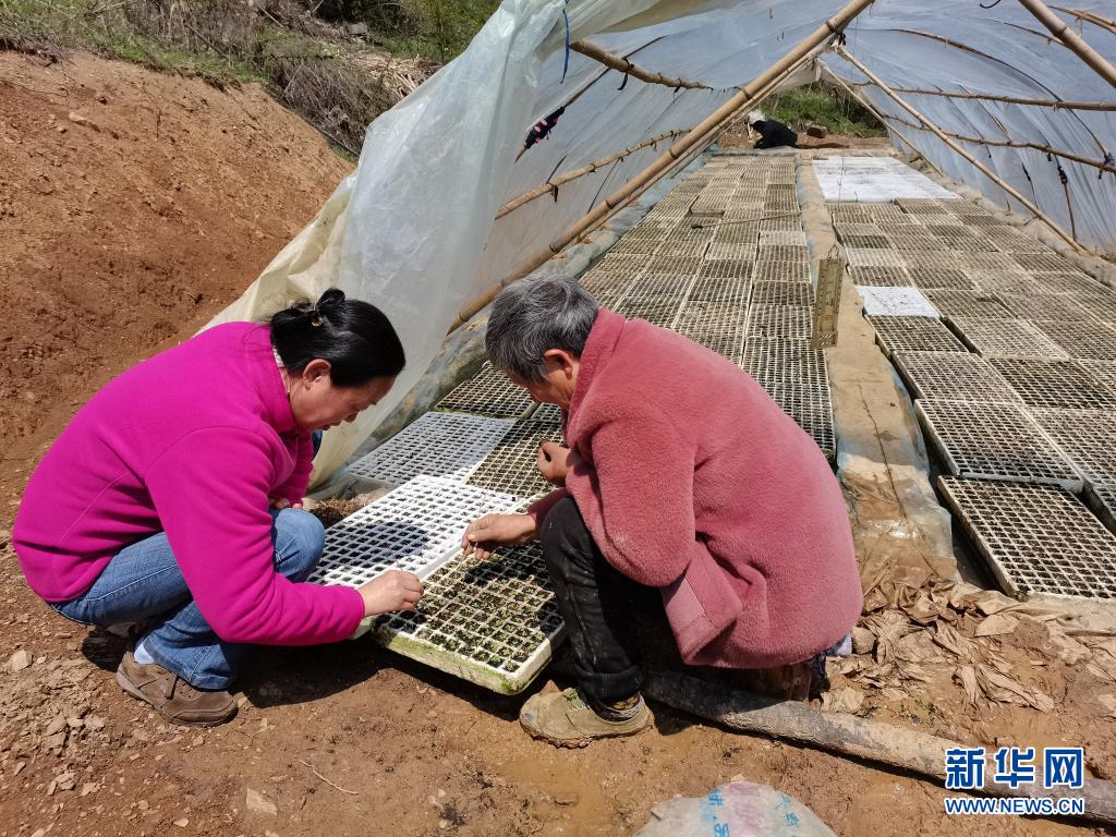 栽培种植五味子技术与管理_栽培种植五味子技术要领_五味子栽培与种植技术