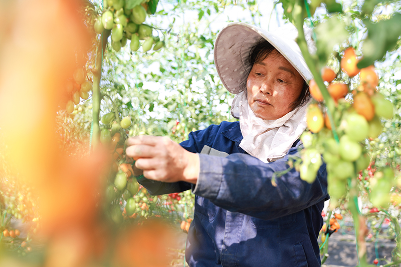 采收圣女果。人民网记者 张俊摄