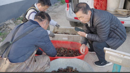 小龙虾藕塘养殖技术_藕塘养小龙虾风险有多大_小龙虾藕田养殖技术