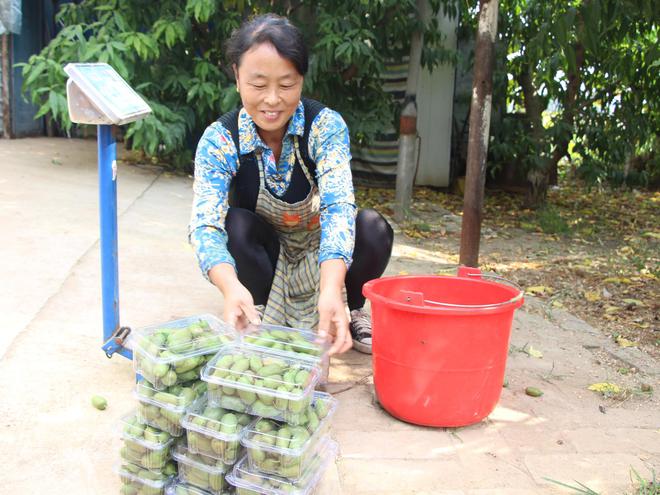 致富经种苹果视频_致富经种植三种水果亩收入过亿_致富果子种植视频