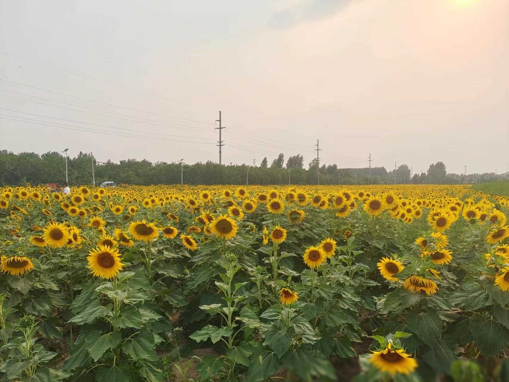 农村种植致富新招_农村致富项目种植业_农村致富新项目种植