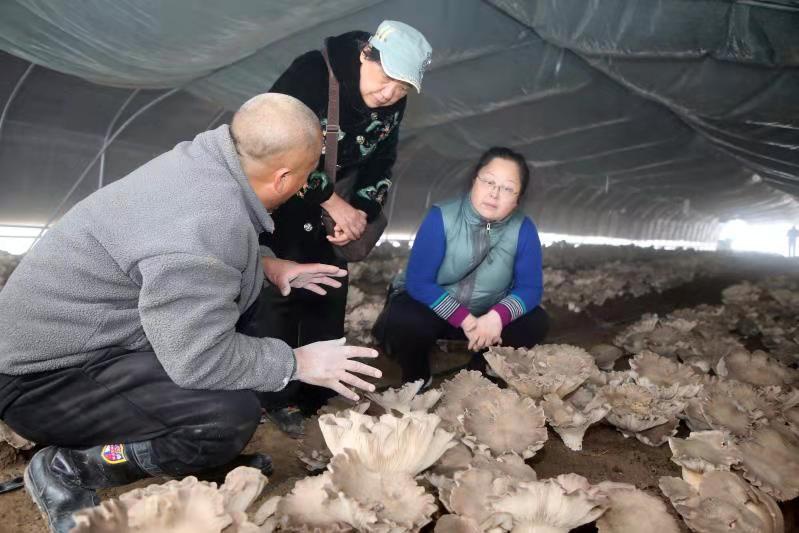 杏鲍菇种植致富吗_种植杏鲍菇效益怎么样_致富菇种植杏鲍菇视频