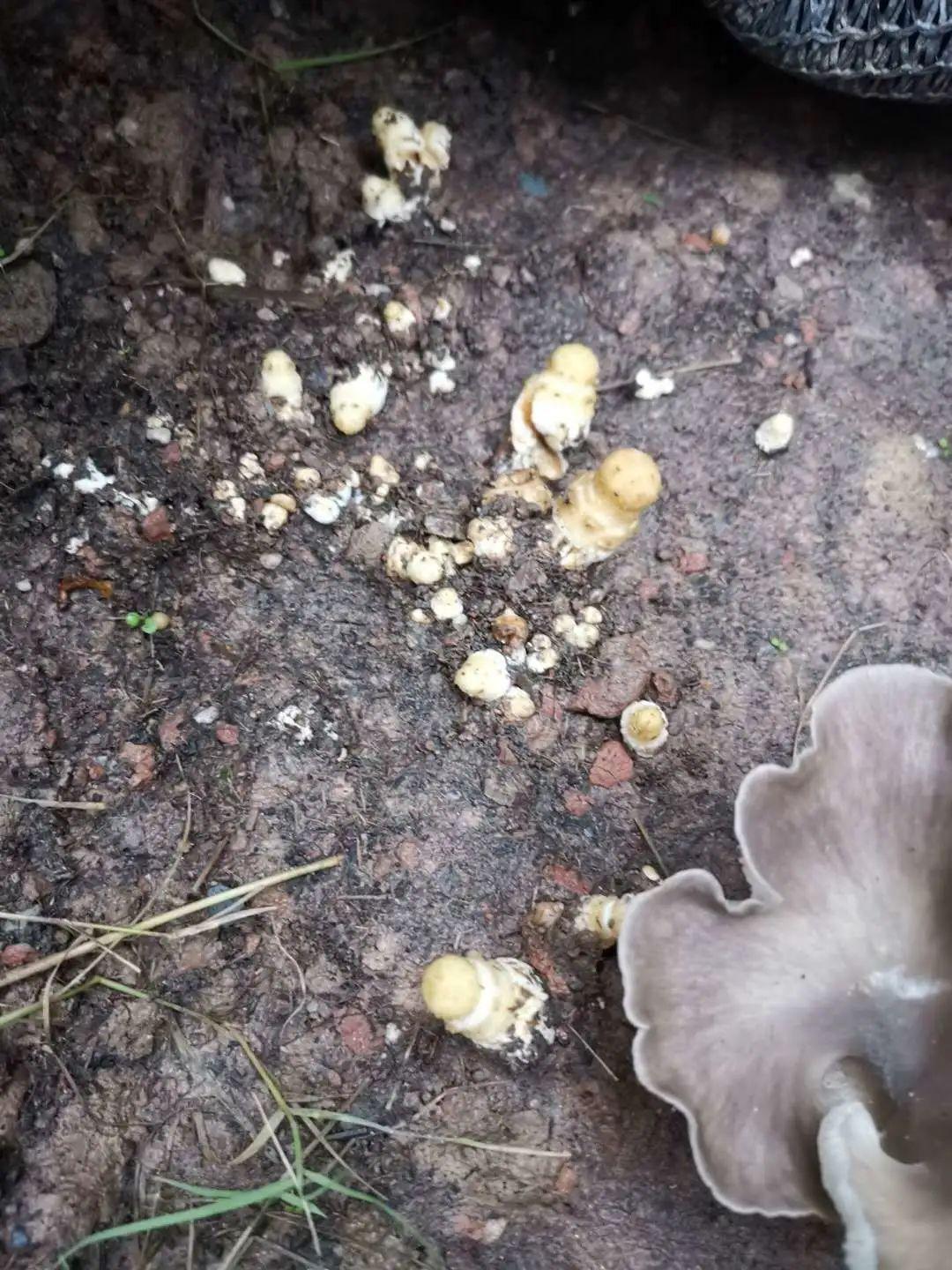 蘑菇种植技术含量高吗_蘑菇含量种植技术高的原因_蘑菇高产种植方法