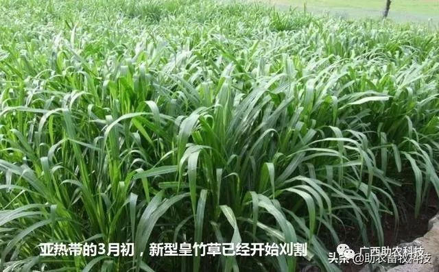 草鱼养殖视频教程_南方草鱼养殖技术视频_视频养殖南方草鱼技术大全