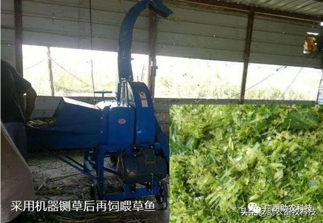 视频养殖南方草鱼技术大全_草鱼养殖视频教程_南方草鱼养殖技术视频