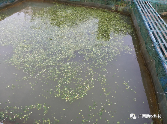 草鱼养殖视频教程_南方草鱼养殖技术视频_视频养殖南方草鱼技术大全