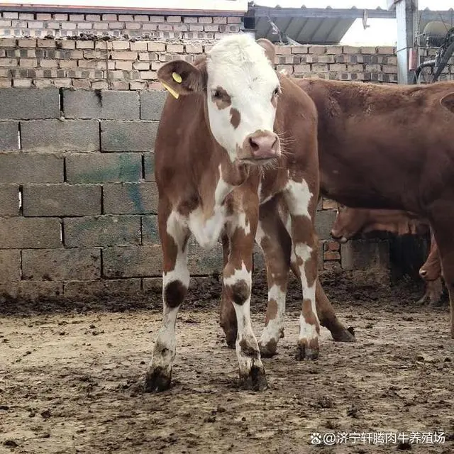 肉牛西门塔尔牛