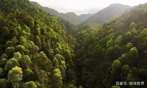 适合贵州种植的植物_贵州致富种植物_贵州种植什么