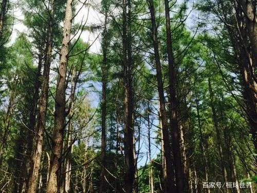 适合贵州种植的植物_贵州种植什么_贵州致富种植物