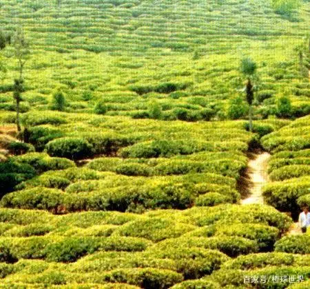 贵州种植什么_贵州致富种植物_适合贵州种植的植物