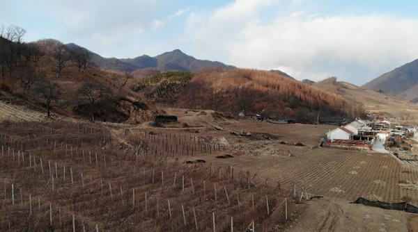 五味子栽培与种植技术_五味子的栽培技术_栽培种植五味子技术要点