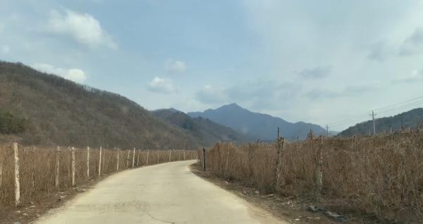 栽培种植五味子技术要点_五味子的栽培技术_五味子栽培与种植技术