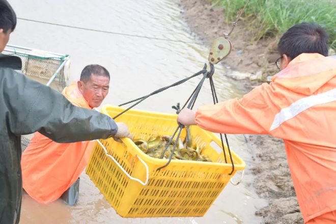 渔民养殖致富_致富养鱼视频_致富经养殖鱼视频