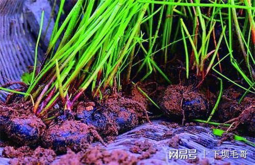 致富经种苹果视频_致富经果树种植视频_致富果子种植视频