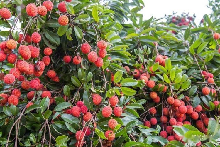 荔枝种植技术书_荔枝种植新技术_种植荔枝技术新闻报道