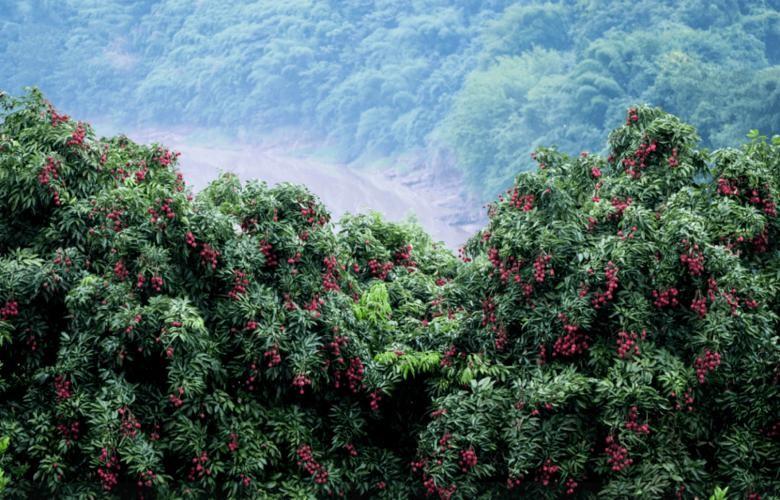 种植荔枝技术新闻报道_荔枝种植新技术_荔枝种植技术书