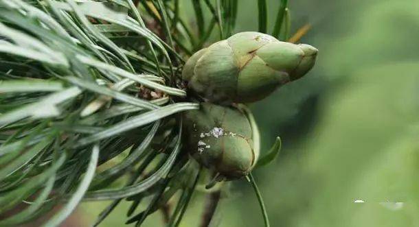 贵州种植什么_贵州致富种植物_贵州植物品种