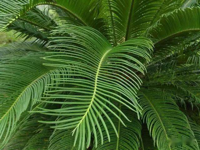 贵州致富种植物_贵州植物品种_贵州种植什么