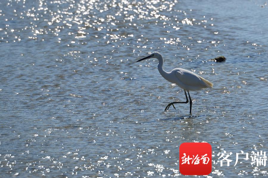 致富养鱼视频_渔民养殖致富_致富渔民养殖项目