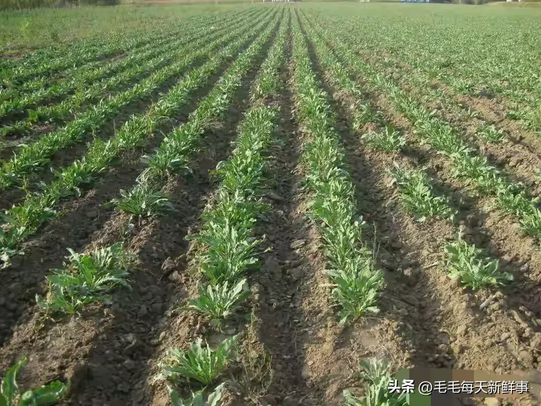 农村致富新项目种植_农村种植致富新招_农村致富项目种植业