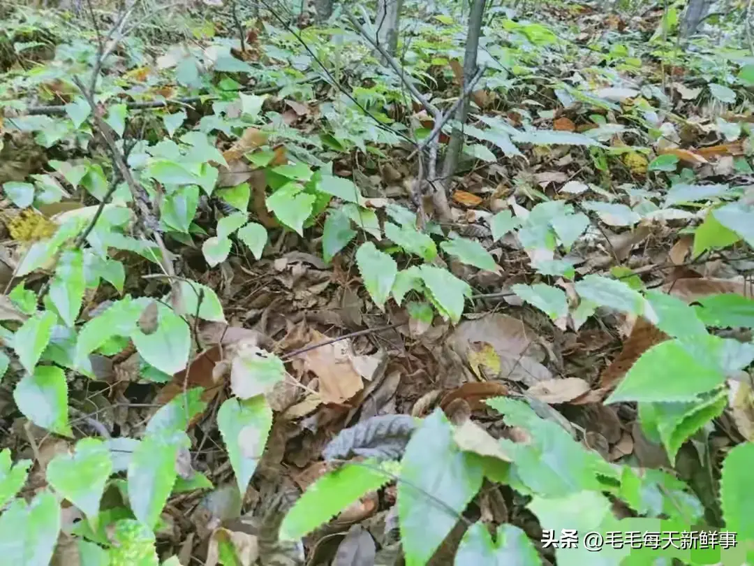 农村致富项目种植业_农村种植致富新招_农村致富新项目种植