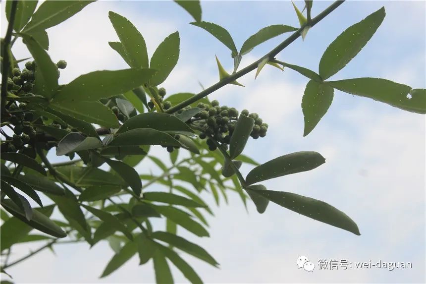 林西县种植作物_村民种植黑皮冬瓜致富_西林种植致富